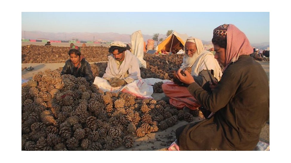 Exports support Afghanistan's agriculture, the country's largest employment sector