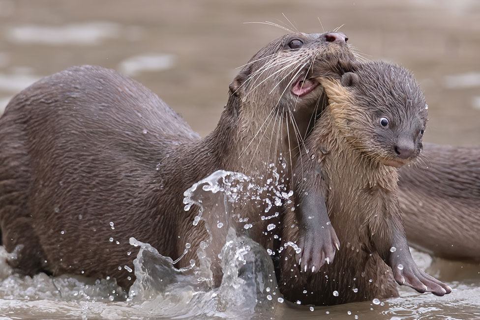 A smooth-coated otter parent carrying offspring in its mouth