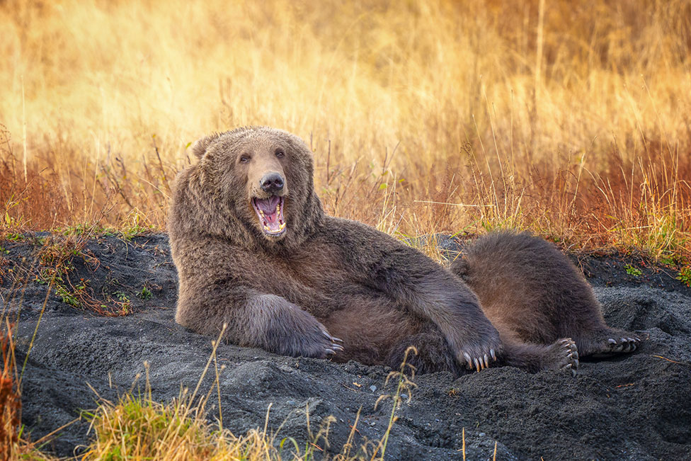 A brown bear