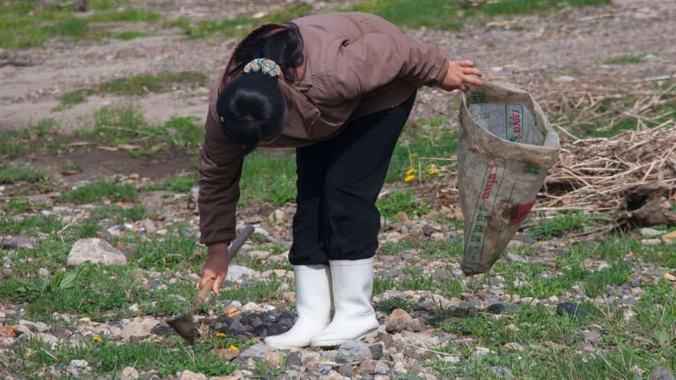 North Korean woman collecting grass to eat in a field, North Hamgyong Province, Jung Pyong Ri, North Korea on May 7, 2010 in Jung Pyong Ri, North Korea.