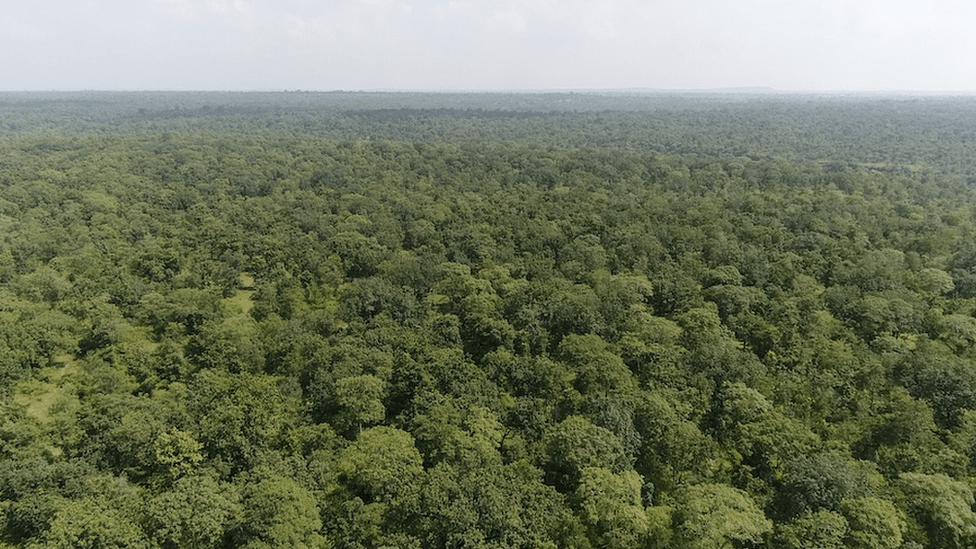بکسواہا کا جنگل ریاست مدھیہ پردیش کے چھترپور ضلع کے درمیان موجود ہے