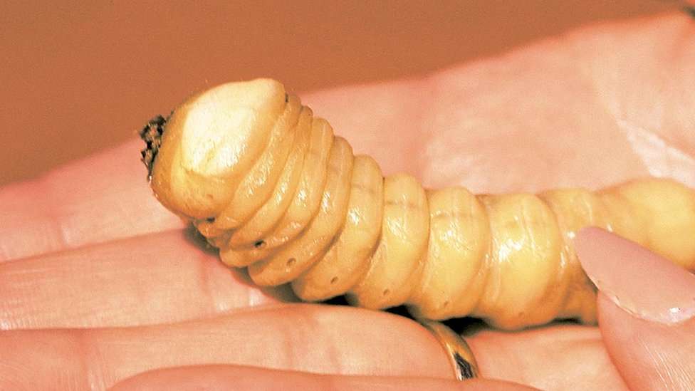 Witchetty grub