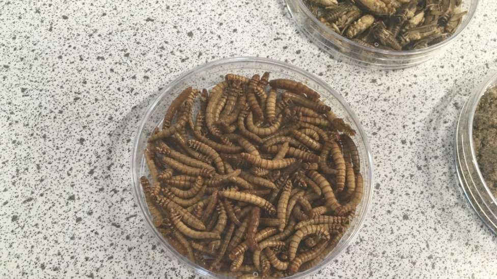 Mealworms