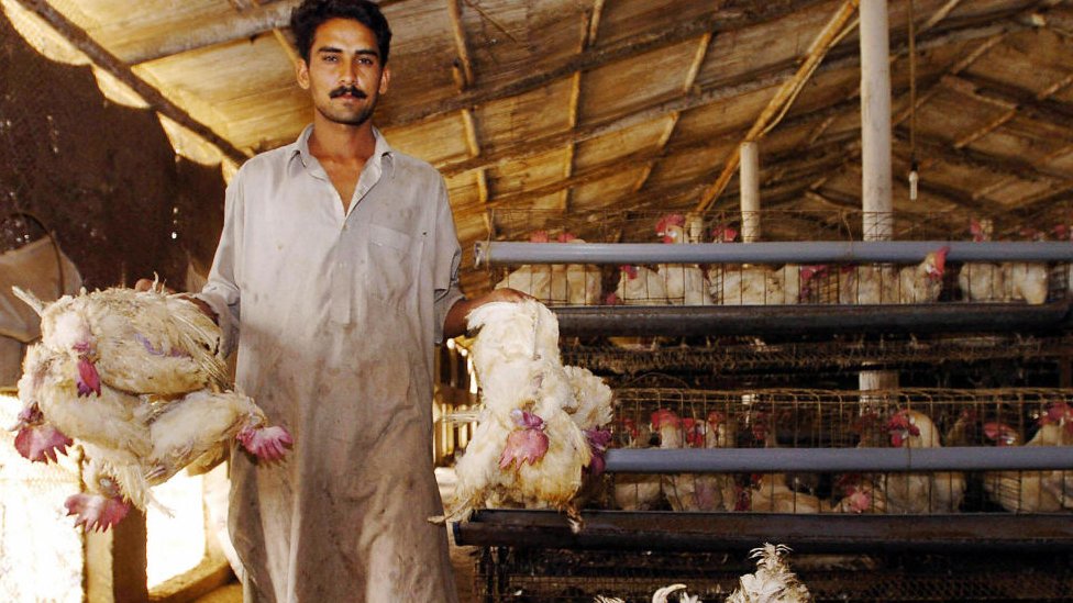 پاکستان میں مرغی کی قیمتیں