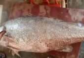 کروکر: ماہی گیروں کو لکھ پتی بنانے والی نایاب مچھلی جو اپنی آواز کی وجہ سے پکڑی جاتی ہے