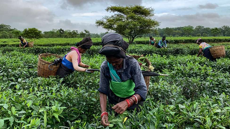 Women worker plucking tea leaves as dark clouds gather in the sky, in a tea garden in Baksa district of Assam in India on 14 September 2020.