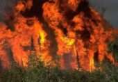 بلوچستان کے ضلع شیرانی میں چلغوزے کے جنگل میں آگ: ’دعا ہے بادل برسیں جو آگ بجھانے میں مددگار ثابت ہوں‘