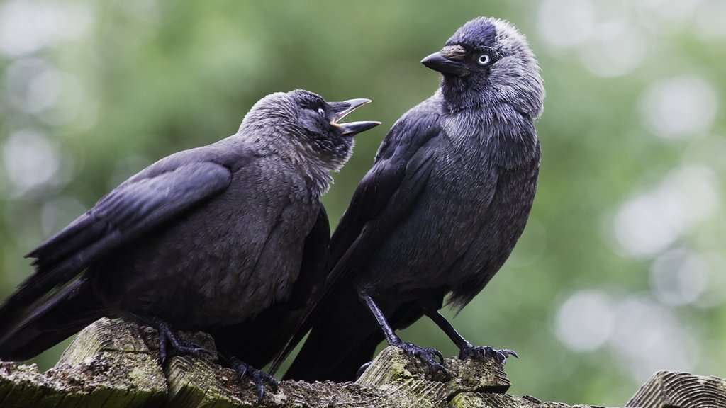 Jackdaw