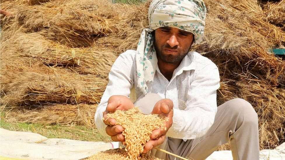 گندم کی کٹائی