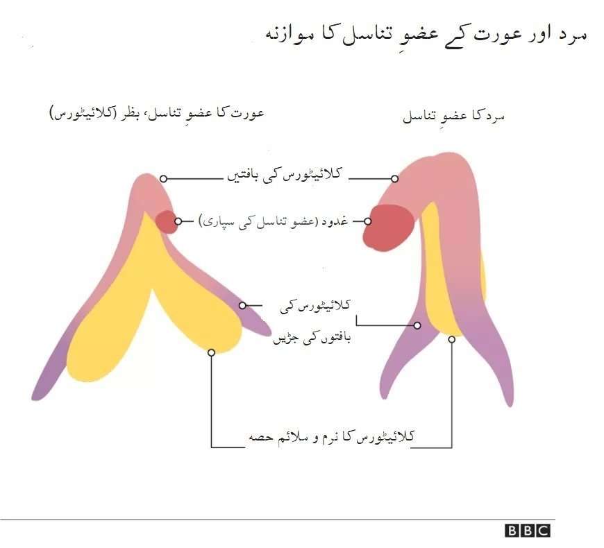 خواتین کی ویاگرا