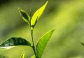 ’پاکستان میں چائے کی کاشت کے کئی منصوبے شروع تو ہوئے مگر ناکام رہے‘