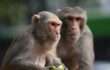 بھارت: بندر نے چار ماہ کے بچے کو تیسری منزل کی چھت سے نیچے پھینک دیا