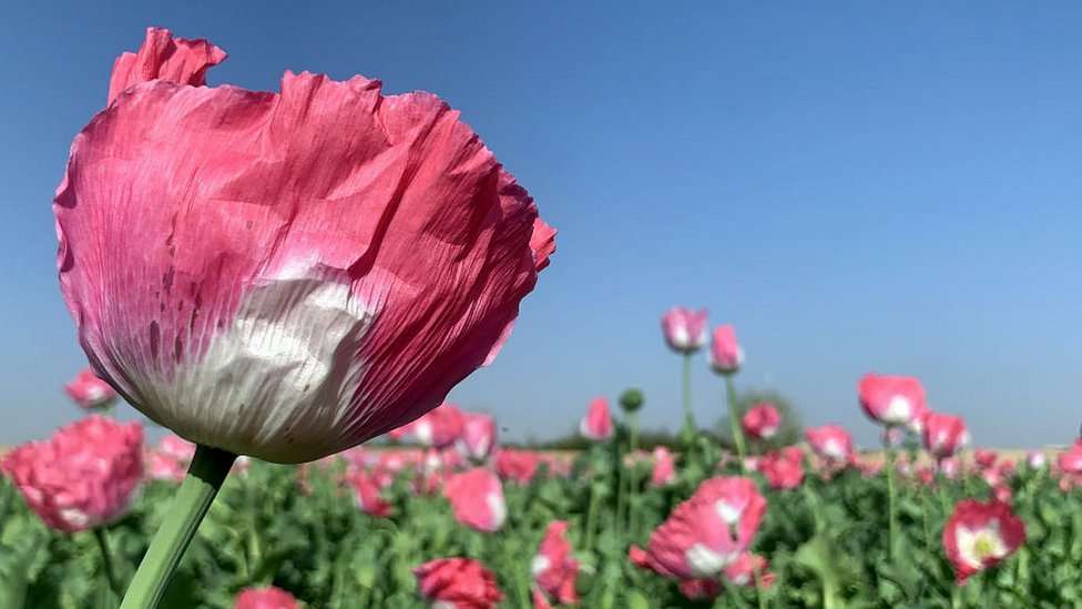 افیون، پوست