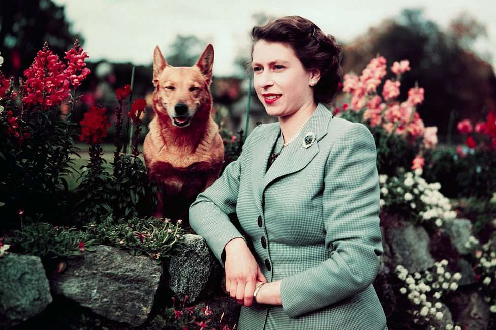 The queen pictured at Balmoral with Susan in 1952. The queen leans on a wall in a pale green suit. Susan is a dark red corgi with a pointed, foxy face, and an almost smiling expression