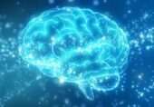 ’انسرٹین زون‘: پراسراریت میں لپٹا انسانی دماغ کا وہ حصہ جو سائنسدانوں کے لیے آج بھی ایک معمہ ہے