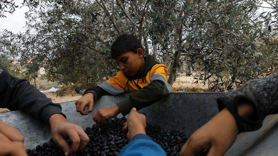 A Palestinian man and his children sort freshly picked olives on a farm during a ceasefire in Khan Younis in the southern Gaza Strip on 28 November 2023