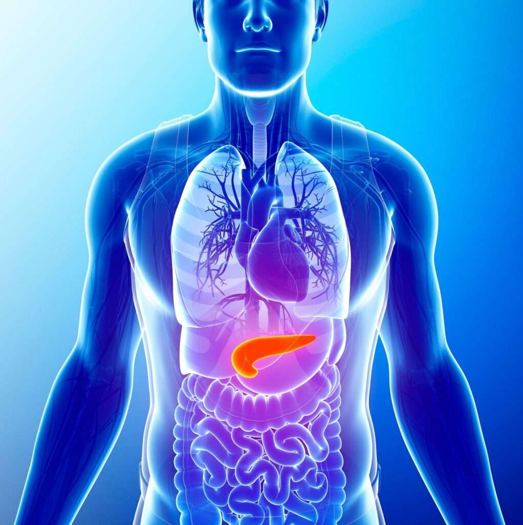 Digital image of the human body focussing on the pancreas